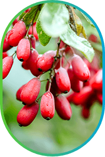 Berberine