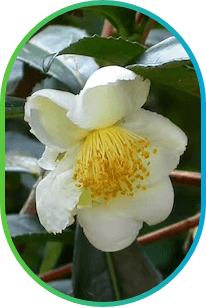 Camellia Sinensis