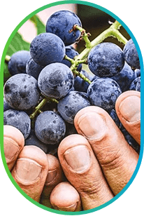 Resveratrol